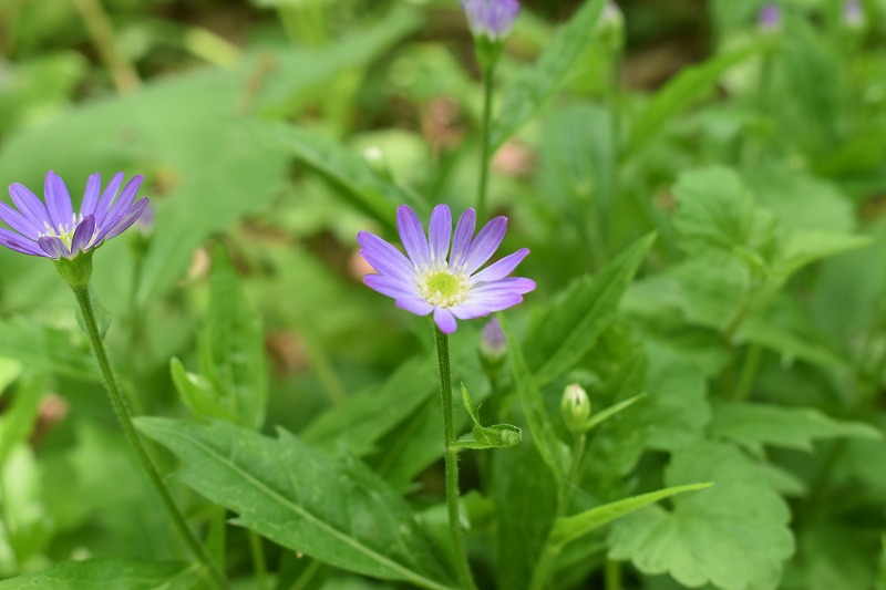 たくさんの花が白い雲のよう ハクウンボク 開花 山形市野草園