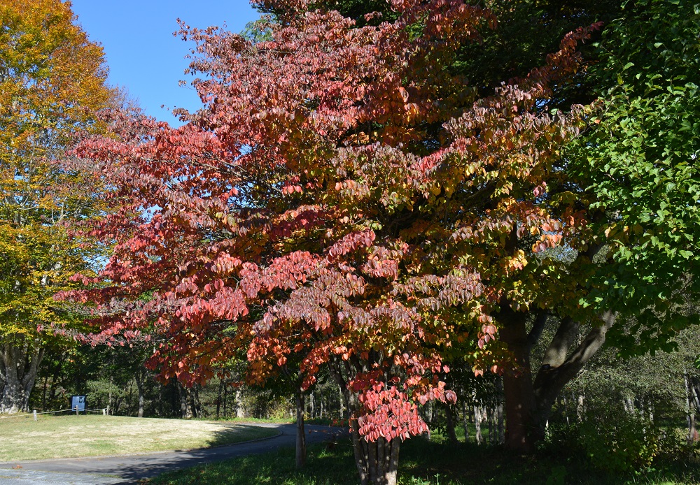 3 みどころ情報 山形市野草園 ページ 66