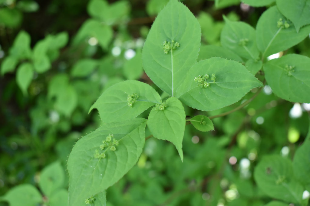 ハナイカダ 花筏 | 山形市野草園